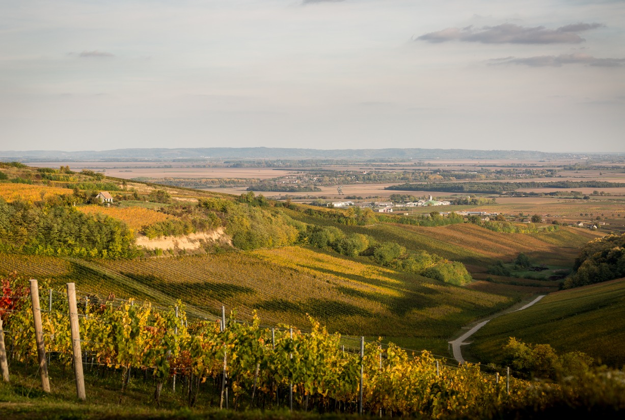 Günzer Tamás borest