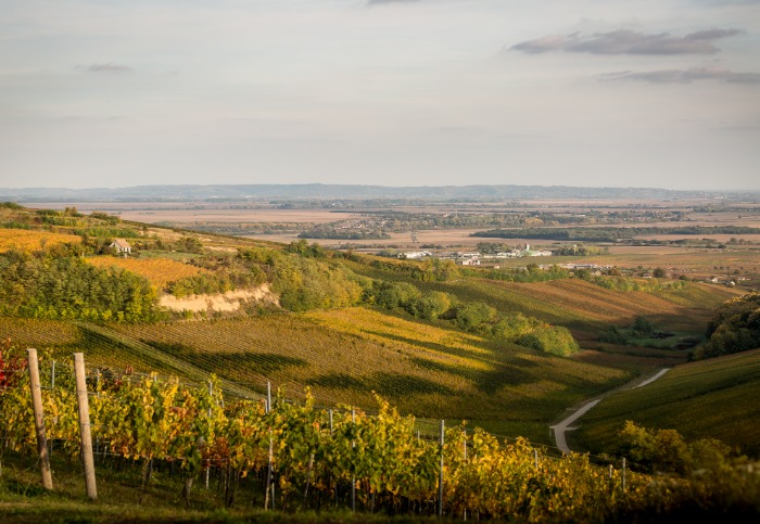 Günzer Tamás borest