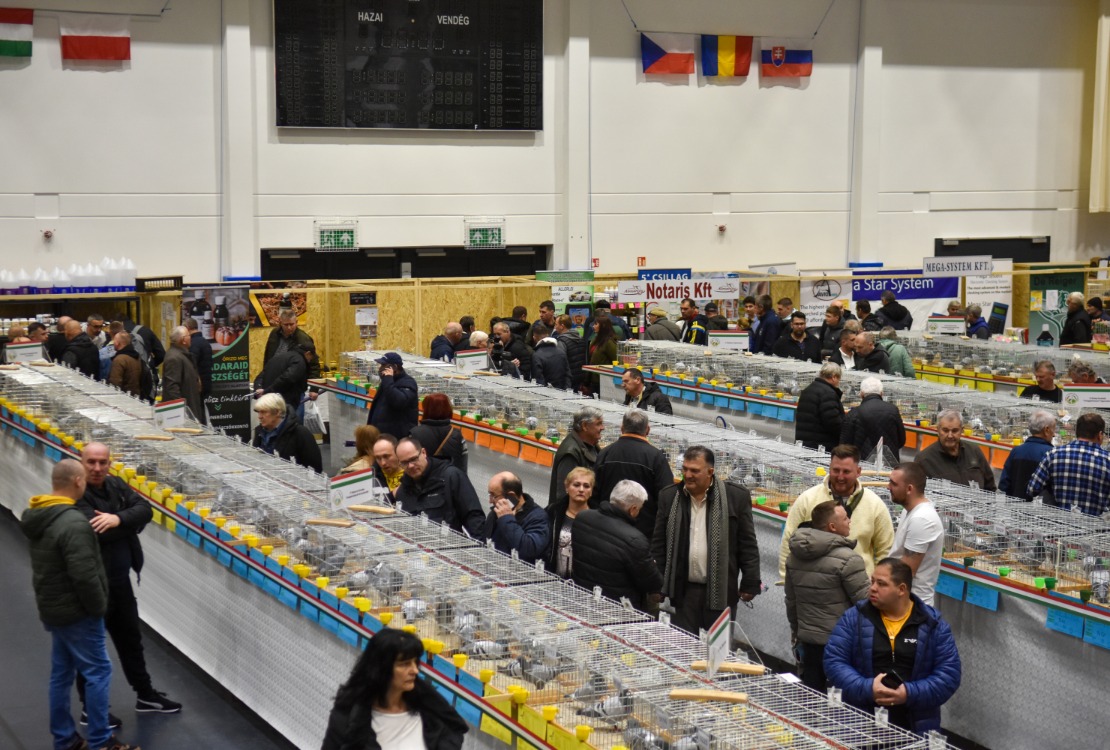 Egy napra Lakitelek lett a közép-európai postagalambsport „fővárosa”