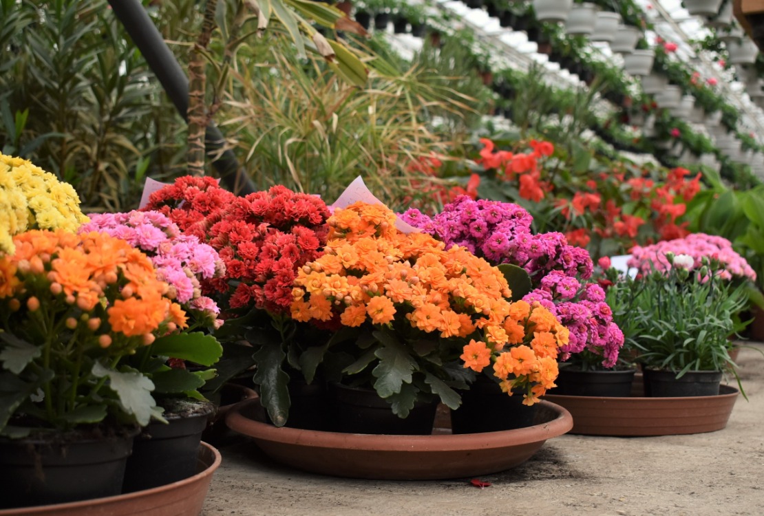 Kertészetünk nyitvatartása 2022. április 18-a után módosul