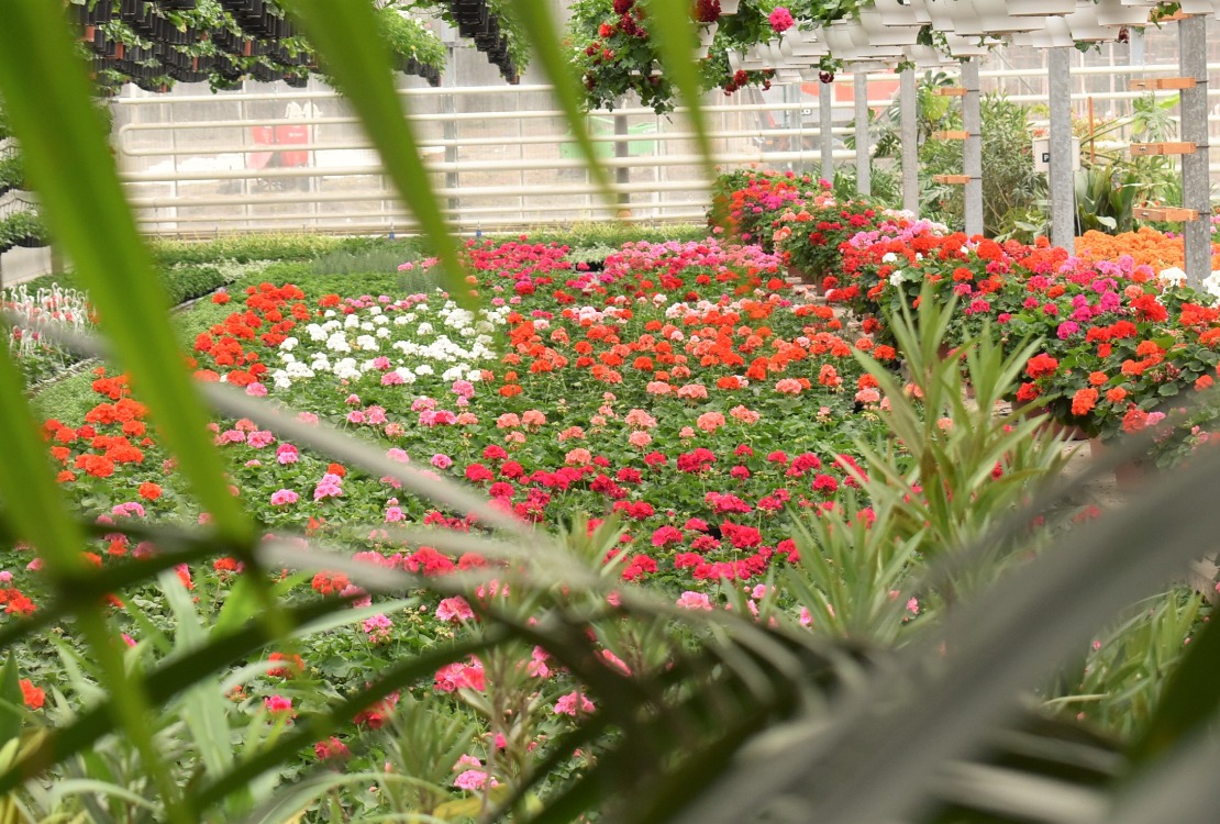 Virágkertészetünk sokszínű kínálattal várja az Érdeklődőket!