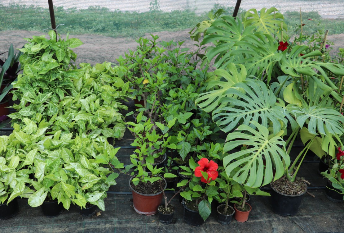 Kertészetünk aktuális kínálata 2023. augusztus