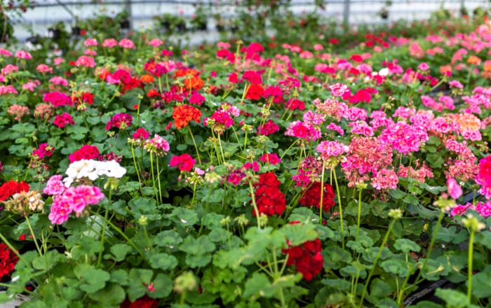 Eco-garden